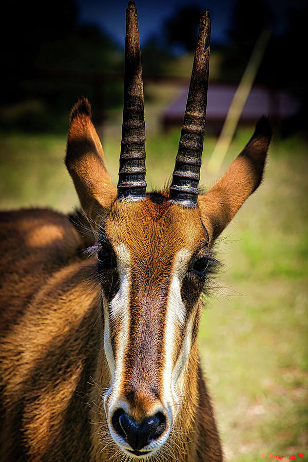 Sable Antelope Photograph by Rene Vasquez