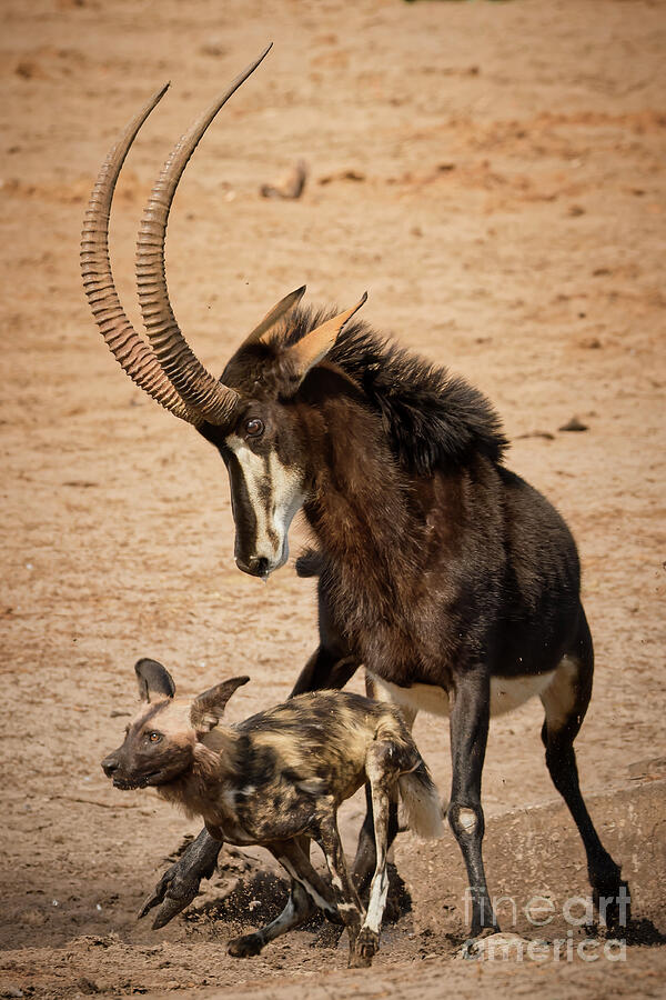 Antelope Defends Against Wild Dog Photograph - Sable Challenge at the Watering Hole by Natural Focal Point Photography