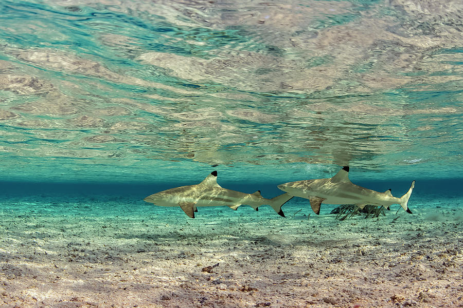 Sable Rose Sharks Photograph by Tanya G Burnett
