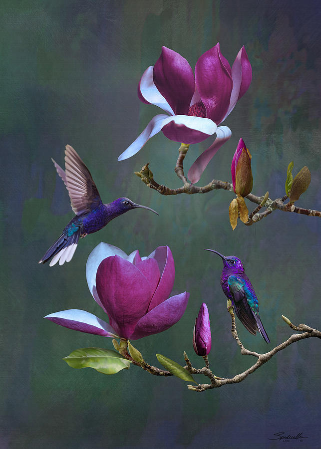Sabrewing Hummingbirds and Magnolia Digital Art by Spadecaller