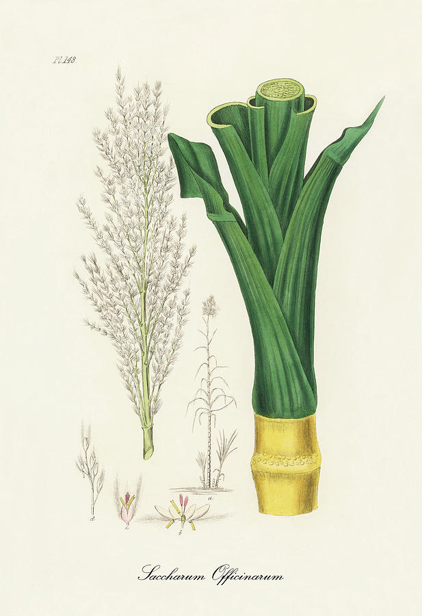 Nature Digital Art - Saccharum Officnarum - Sugar Cane -  Medical Botany - Vintage Botanical Illustration  by Studio Grafiikka