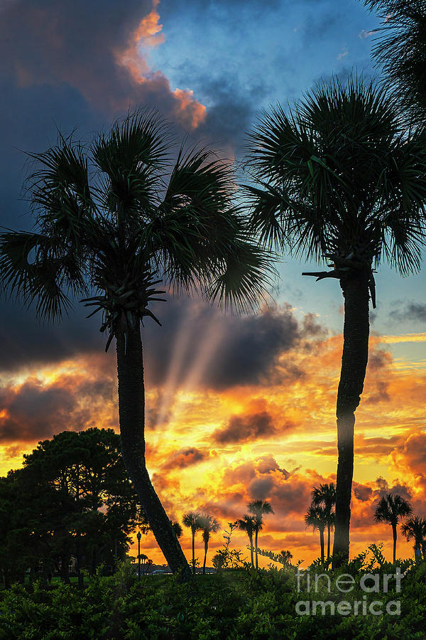 Sandestin Sunset thru the Palms  Photograph by Nick Zelinsky Jr