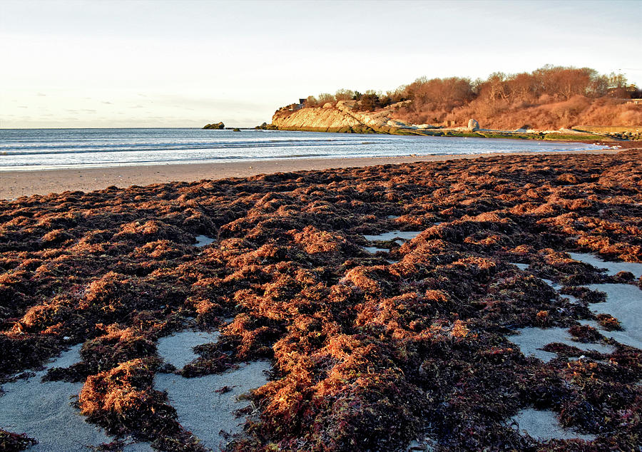 Sachuest Seaweed Photograph by Nancy De Flon