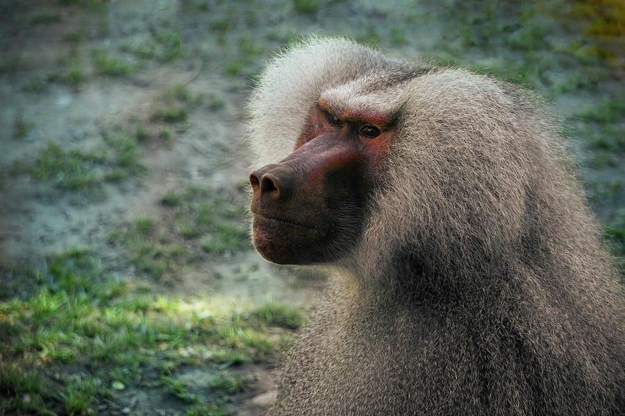 Sacred Baboon Photograph by Christine Ley - Fine Art America