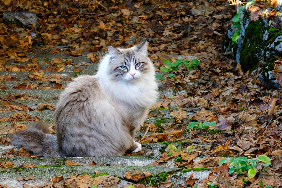 Sacred cat of Burma Photograph by Fabio Caironi - Pixels