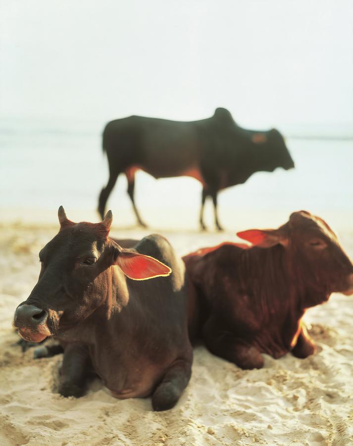 Sacred Cows on the Beach Photograph by Carol Whaley Addassi