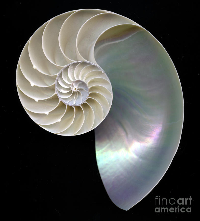 Shell Photograph - Sacred Geometry by Susan Burks