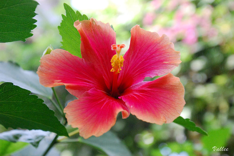 Sacred Hibiscus Photograph by Vallee Johnson
