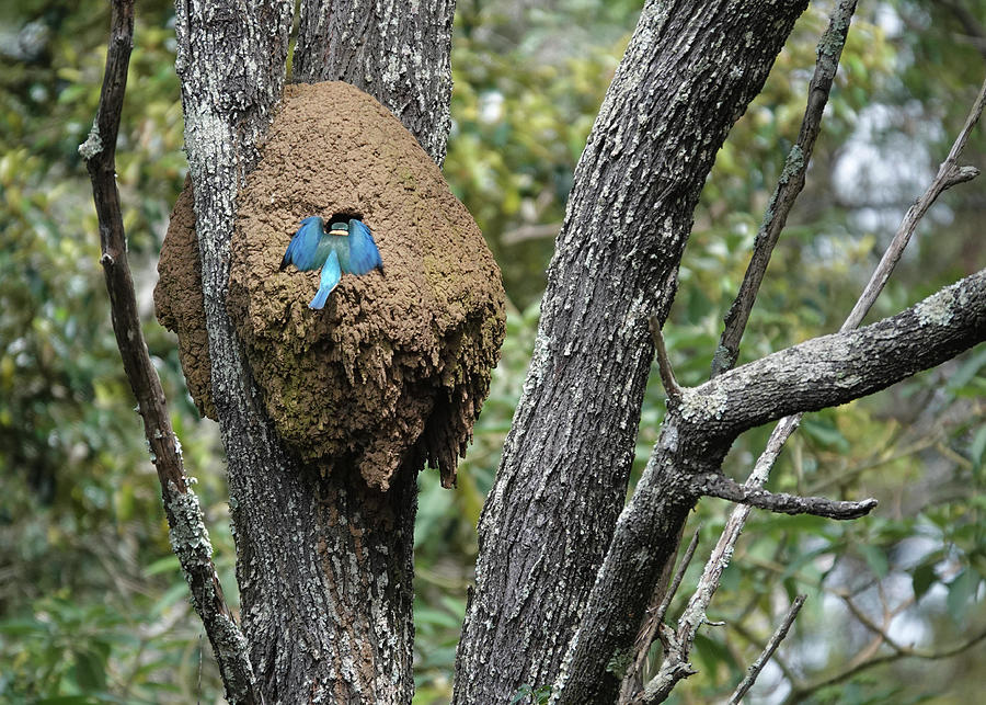Sacred Kingfisher Entering Nest Photograph by Maryse Jansen