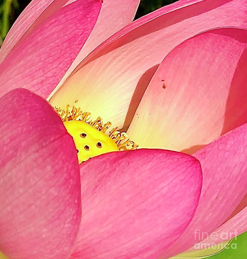 Sacred Lotus Photograph by Cornelia DeDona