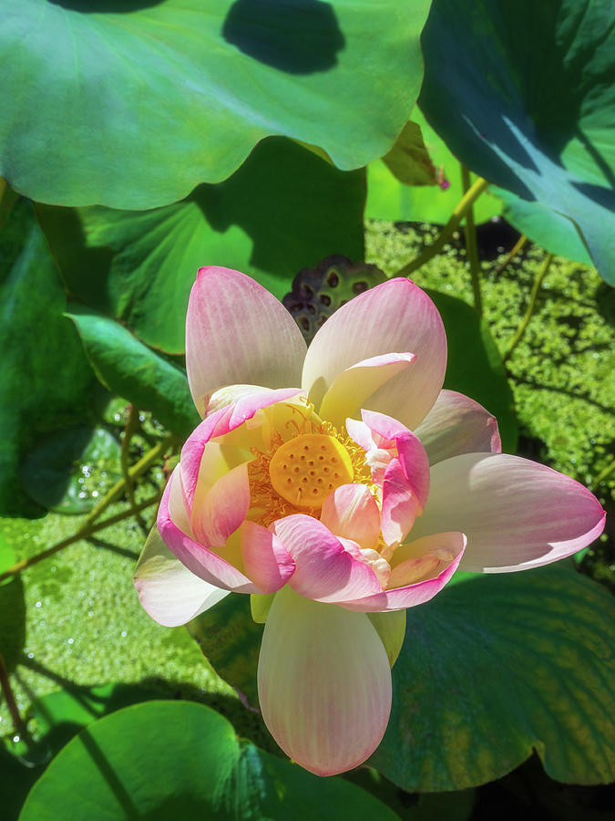Sacred Lotus I  Photograph by Marianne Campolongo