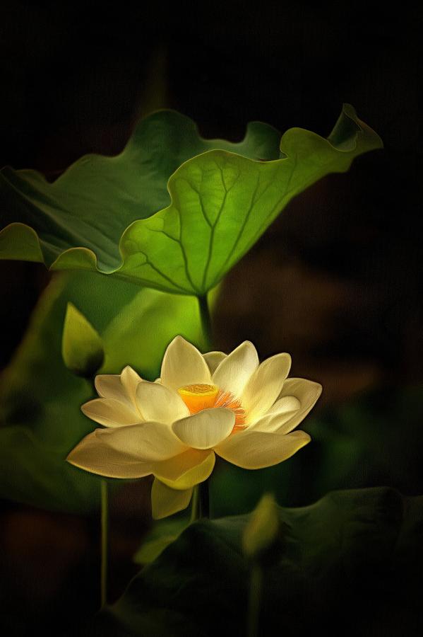 Sacred Lotus In Sacred Light Photograph