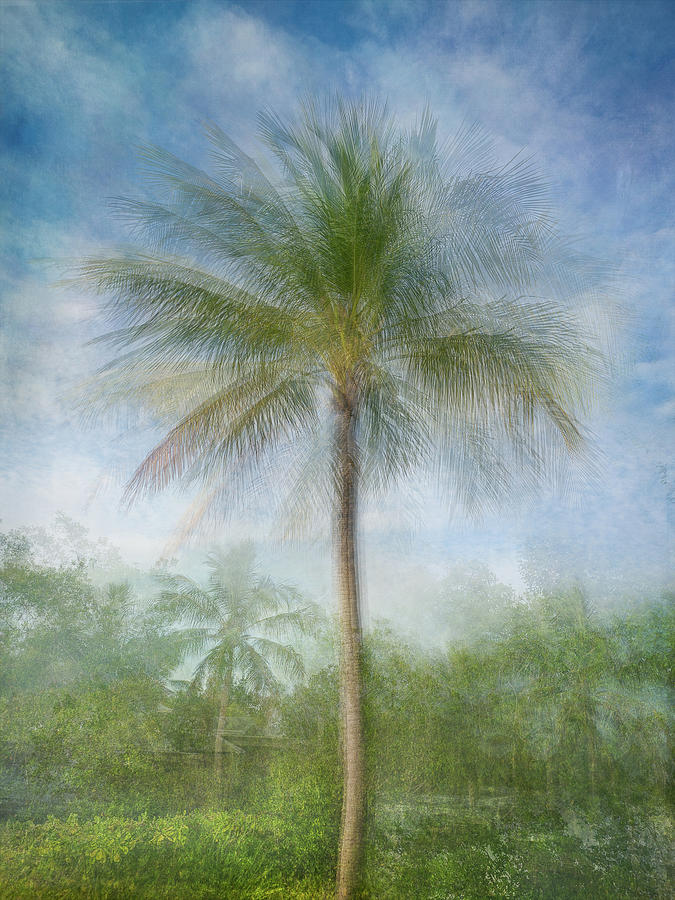 Sacred Palm a Photograph by Louise Lindsay