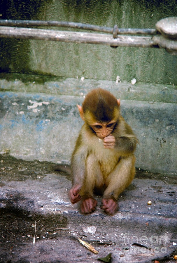 Sad Baby Monkey Sitting On Some Steps In Nepal Photograph