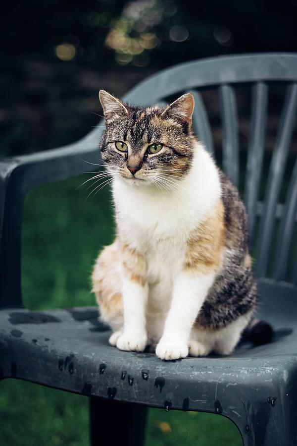 Sad cat sits on a plastic chair and waits for her owners. Felis catus domesticus looks sadly and thinks about life. Destroyed by life. Czech cat. Europe environment Photograph by Vaclav Sonnek