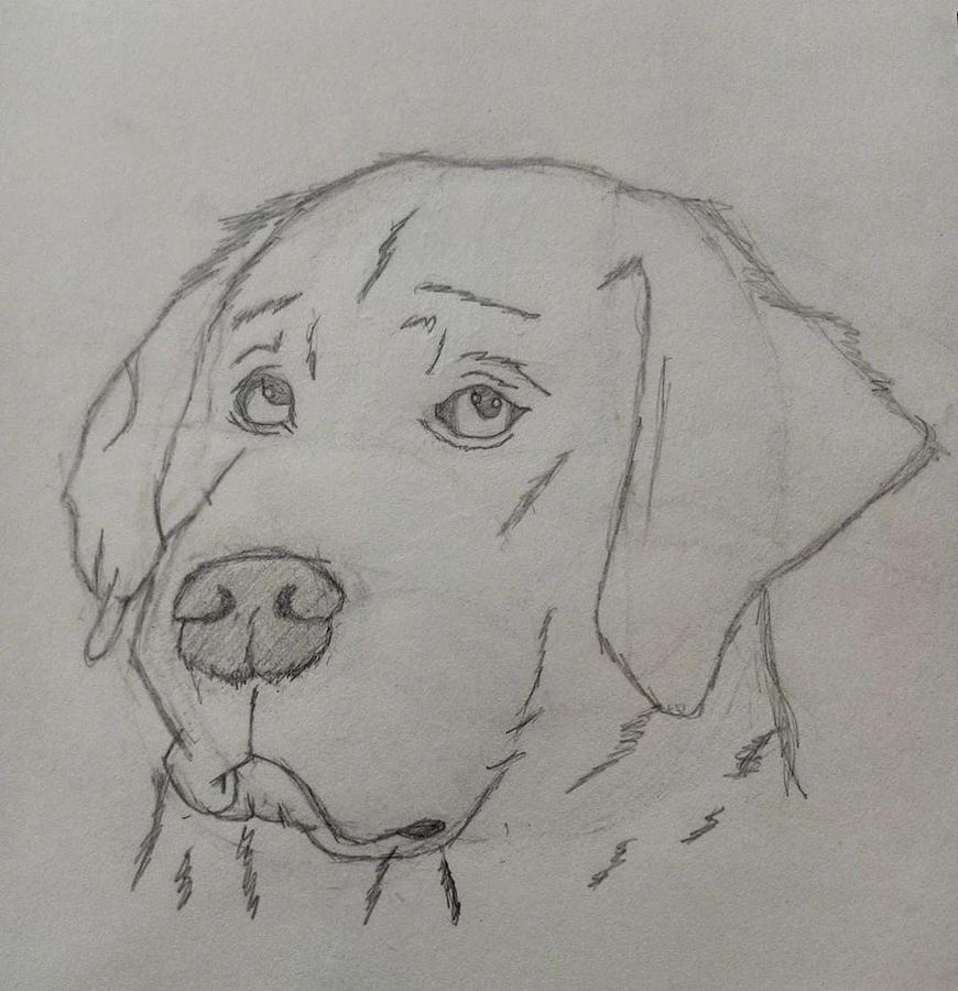 Sad dog Drawing by Afeef Ahmed - Fine Art America