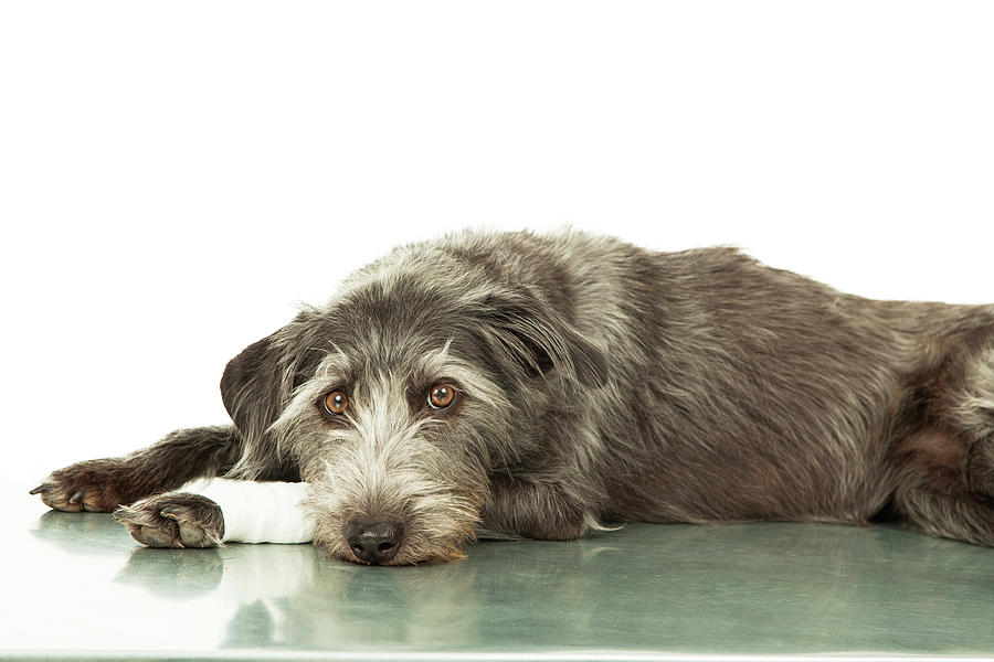 Animal Photograph - Sad Dog With Injured Leg On Veterinarian Table by Good Focused