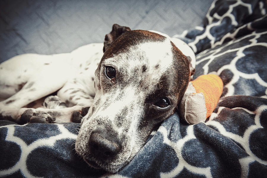 Sad Abbey with an Orange Bandage on Her Paw Photograph by Jeanette Fellows
