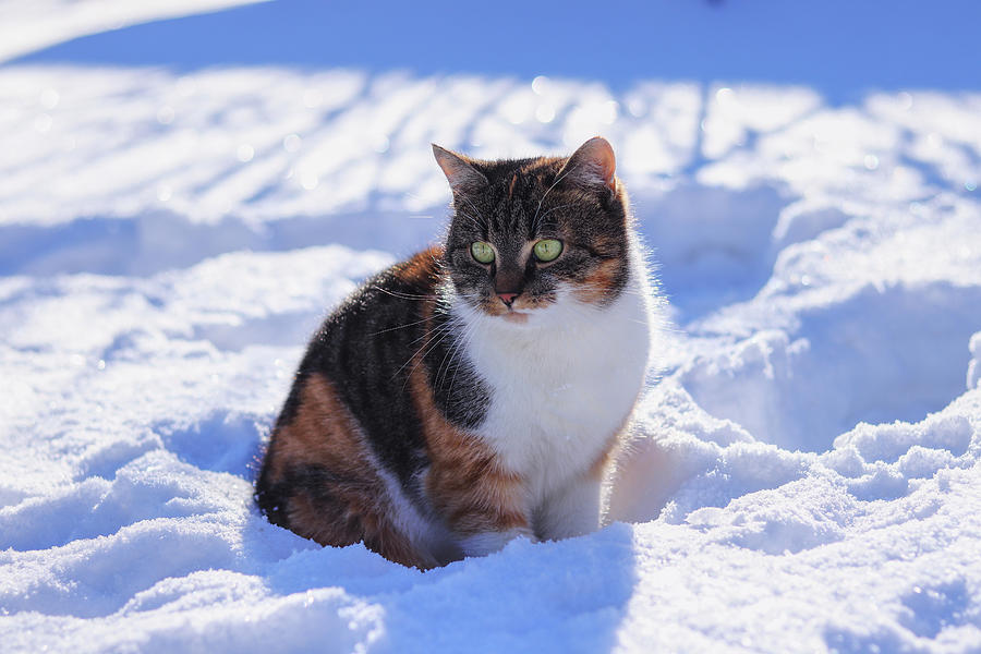 Sad domestic cat  sitting alone  in snow Felis catus 