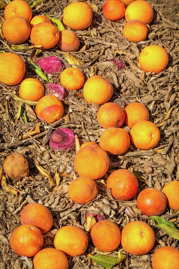 Sad Ending For Oranges Photograph by Elvira Peretsman
