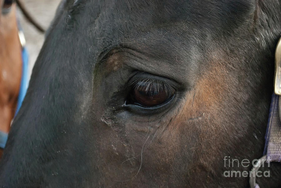 Sad Eyes Animal - Close-up Horse Photograph Photograph by PIPA Fine Art - Simply Solid
