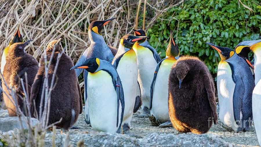 Sad king penguin chick Photograph by Lyl Dil Creations