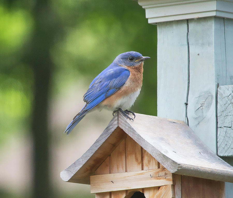 Sad Little Bluebird Photograph by Steven Sutter | Fine Art America