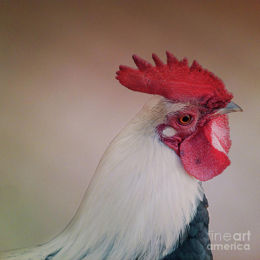 Sad Looking Rooster Photograph by Elaine Teague