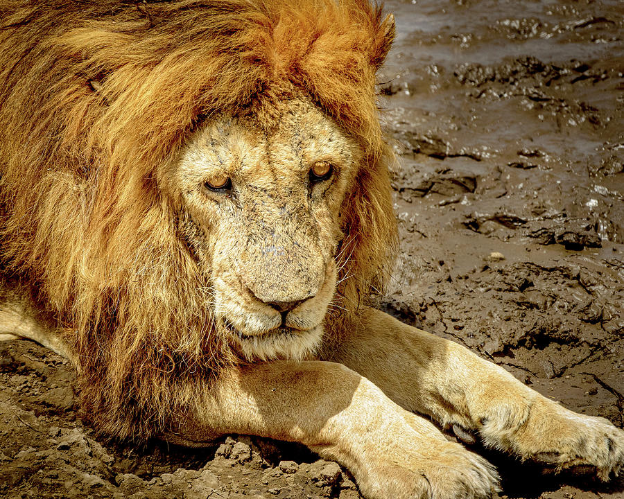 Sad Old Lion Photograph by Adrian O Brien