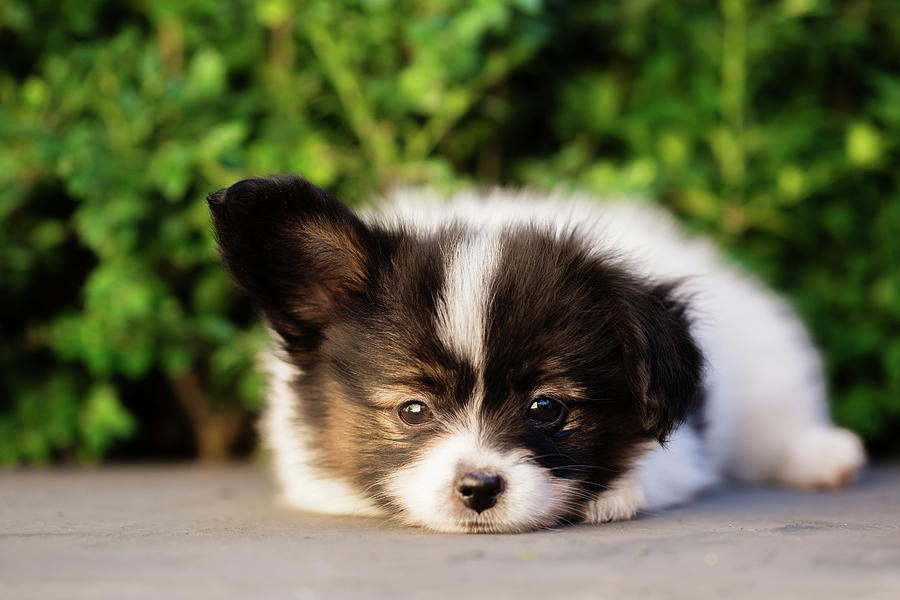 Sad Puppy  Photograph by Iuliia Malivanchuk