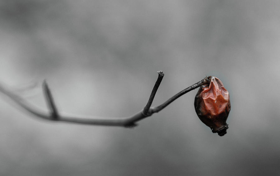 Sad Rosehip Photograph by Martin Vorel Minimalist Photography