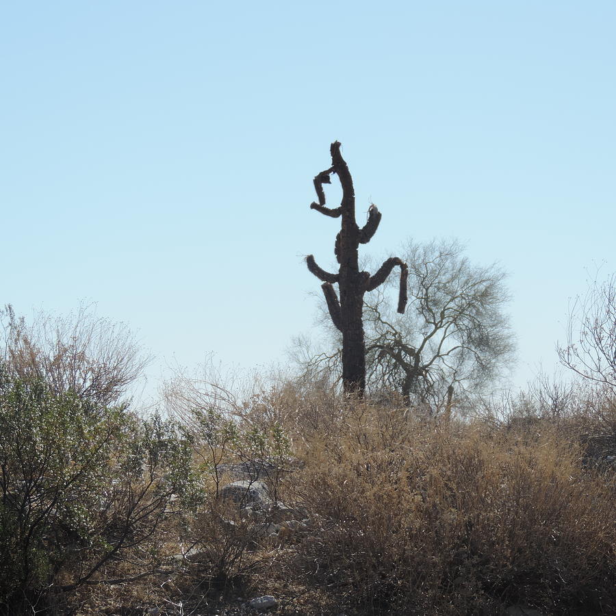 Sad Saguaro Photograph by Bill Tomsa