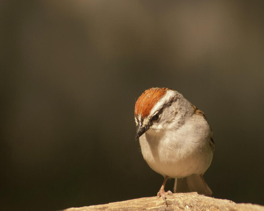 Sad Sparrow Photograph