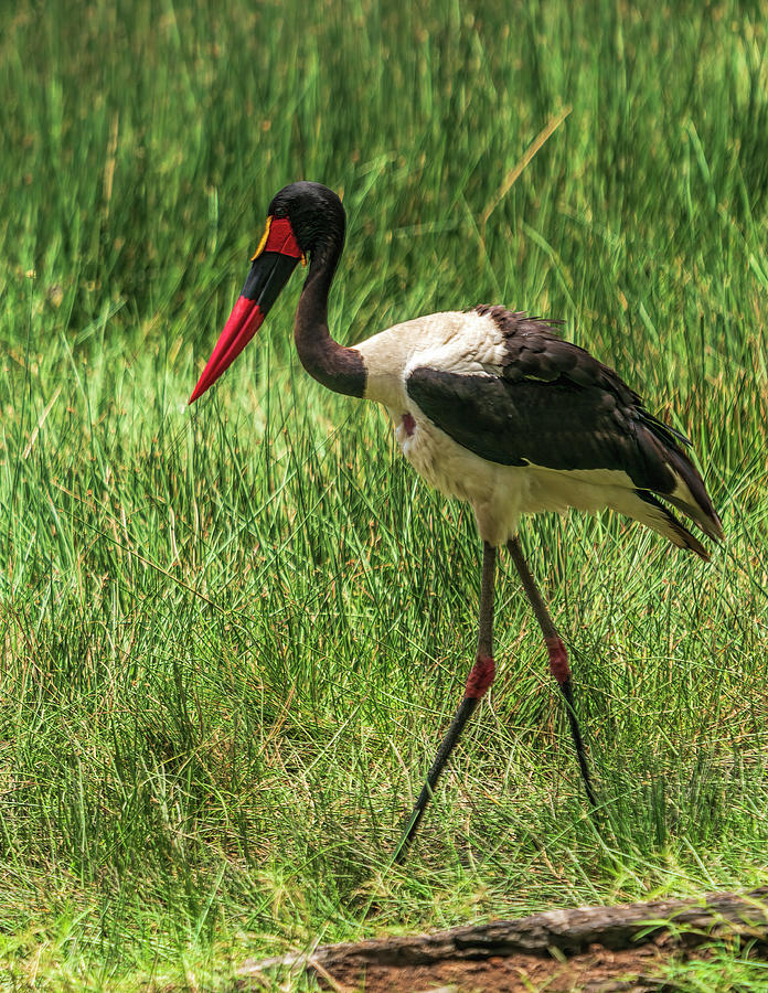 Saddle-billed Stork 1 in Kenya Photograph by Betty Eich