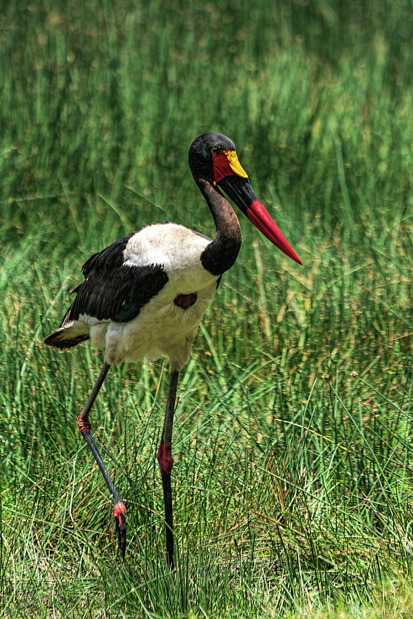 Saddle-billed Stork 2 in Kenya Photograph by Betty Eich