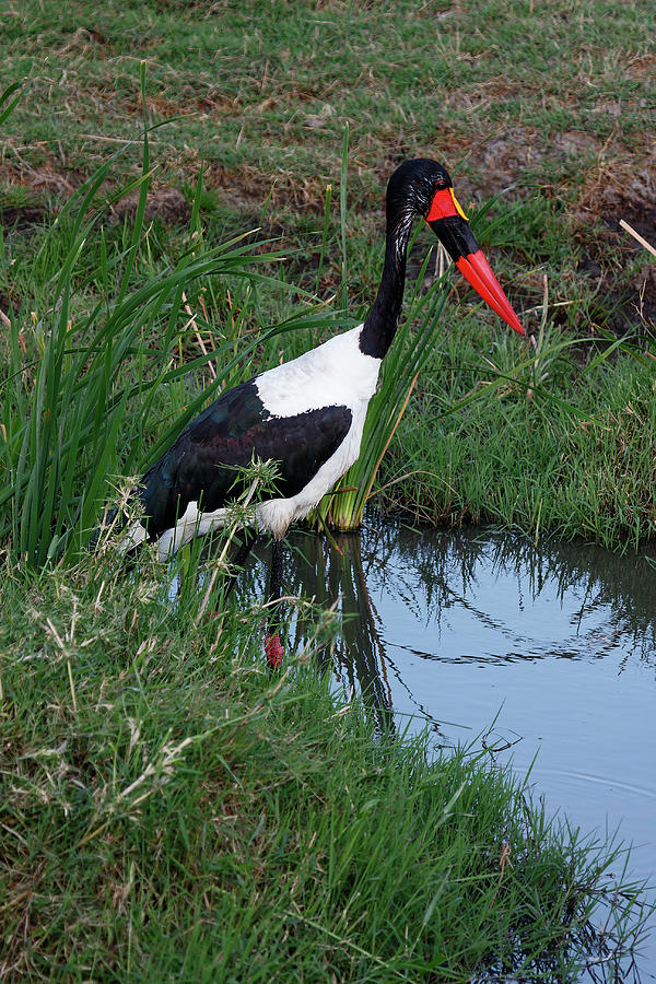 Saddle-billed Stork in Water Photograph by Sally Weigand