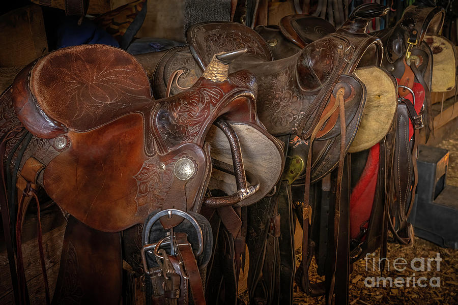 Saddle Lineup Photograph by Priscilla Burgers