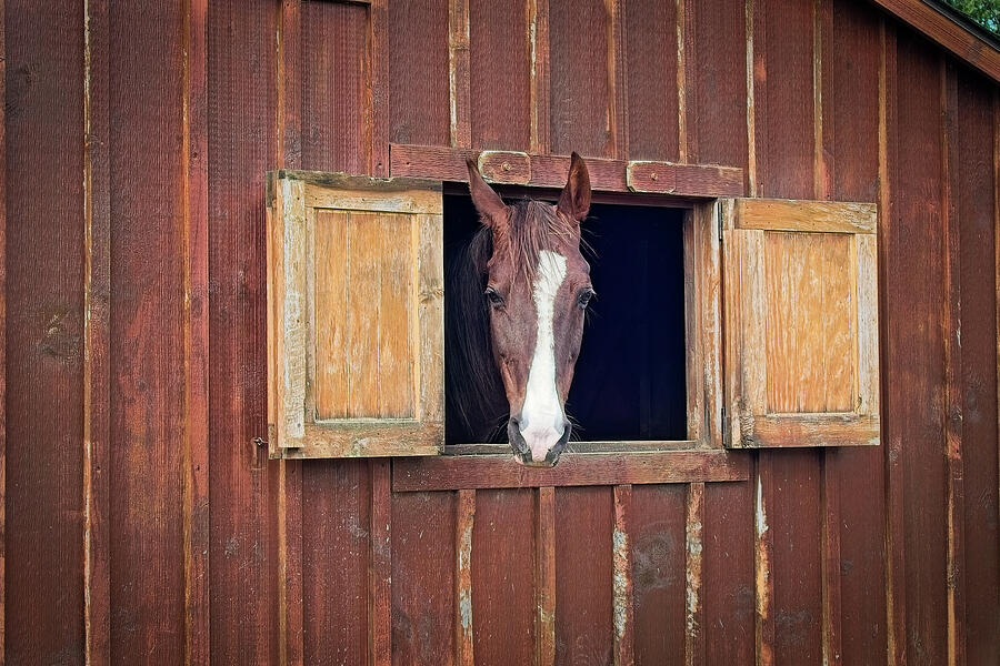 Saddle Up Photograph by Anthony Sacco