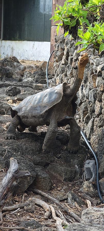 Saddleback Tortoise Photograph by Ali Johnstone - Fine Art America