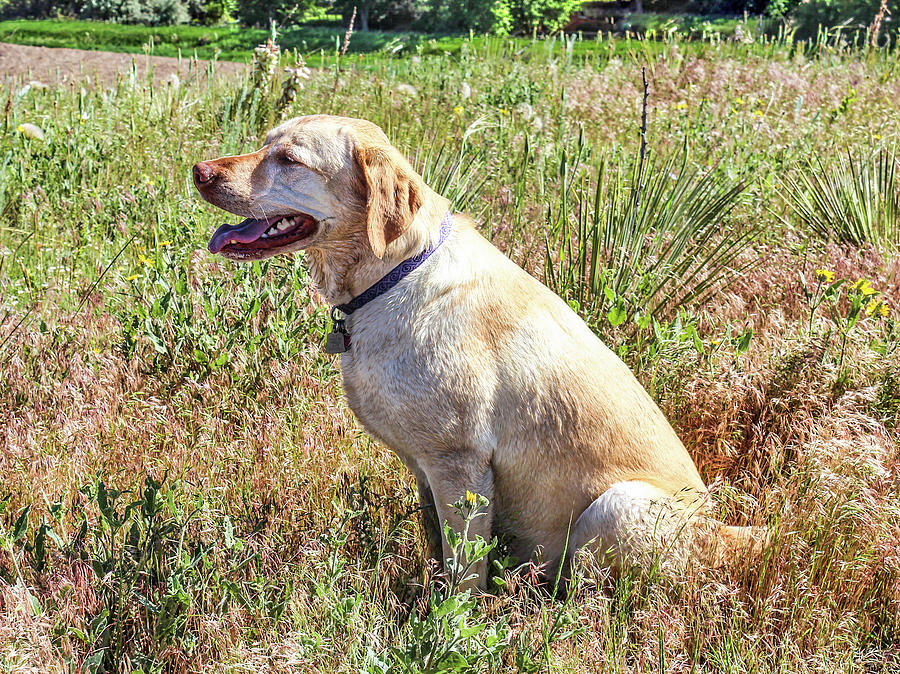 Sadie Dog Profile Photograph by Lorraine Baum