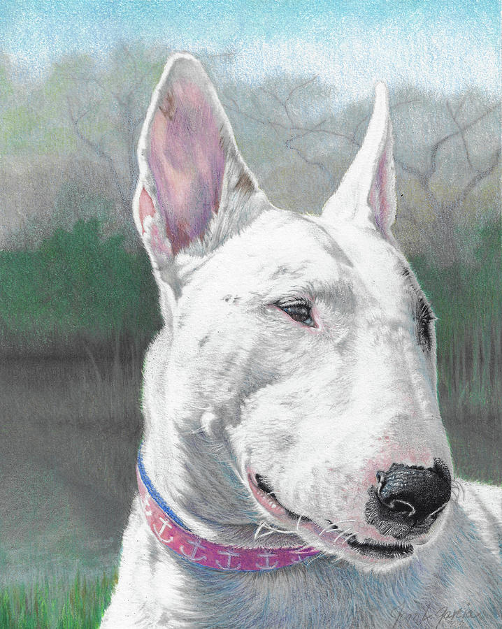 Bull Terrier Drawing - Sadie Girl by Joan Garcia Bull Terrier Drawing - Sadie Girl by Joan Garcia