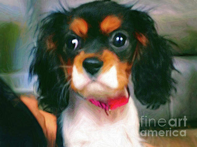 Dog Photograph - Cavalier King Charles Spaniel - 1 by Sue Melvin