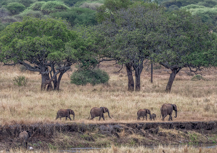 Safari Elephant Walk, The Serengeti Photograph by Marcy Wielfaert
