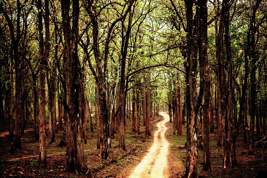 kabini forest safari location