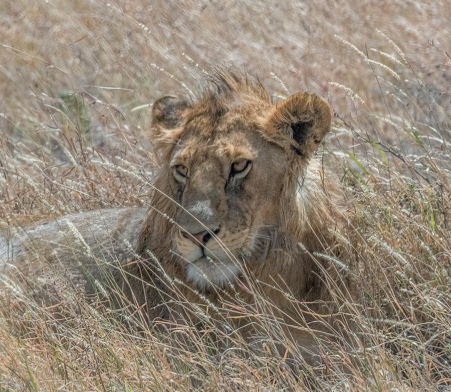 Safari Portrait, Serengeti Lion Photograph by Marcy Wielfaert