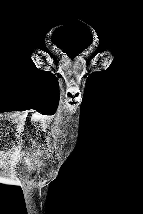 Safari Profile Collection - Antelope Black Edition Photograph by Philippe HUGONNARD