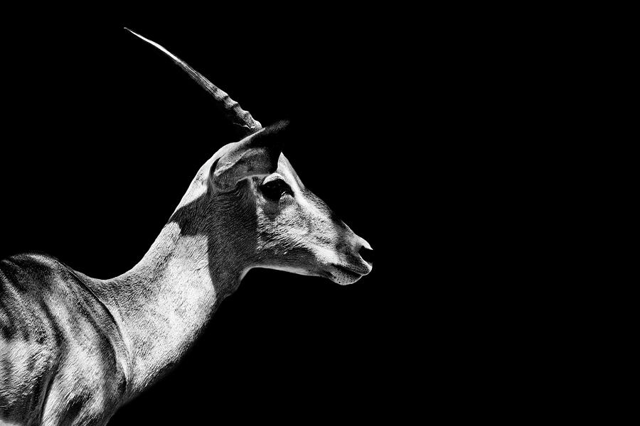 Safari Profile Collection - Antelope Impala Black Edition Photograph by Philippe HUGONNARD