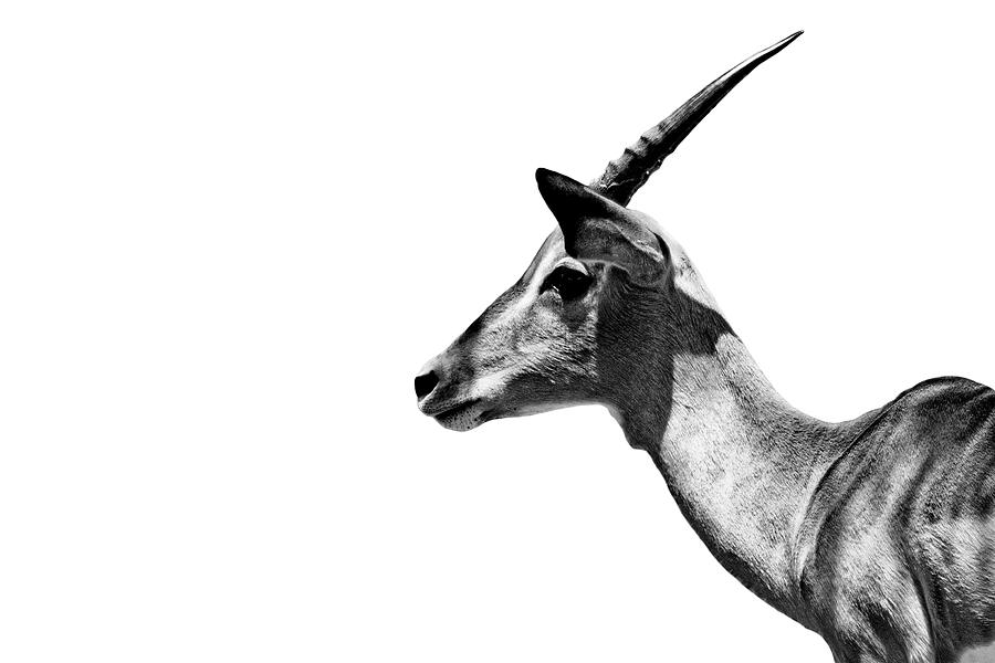 Safari Profile Collection - Antelope Impala White Edition Photograph by Philippe HUGONNARD