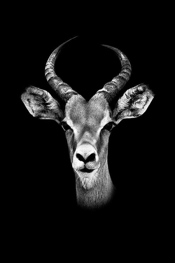 Safari Profile Collection - Antelope Portrait Black Edition Photograph by Philippe HUGONNARD