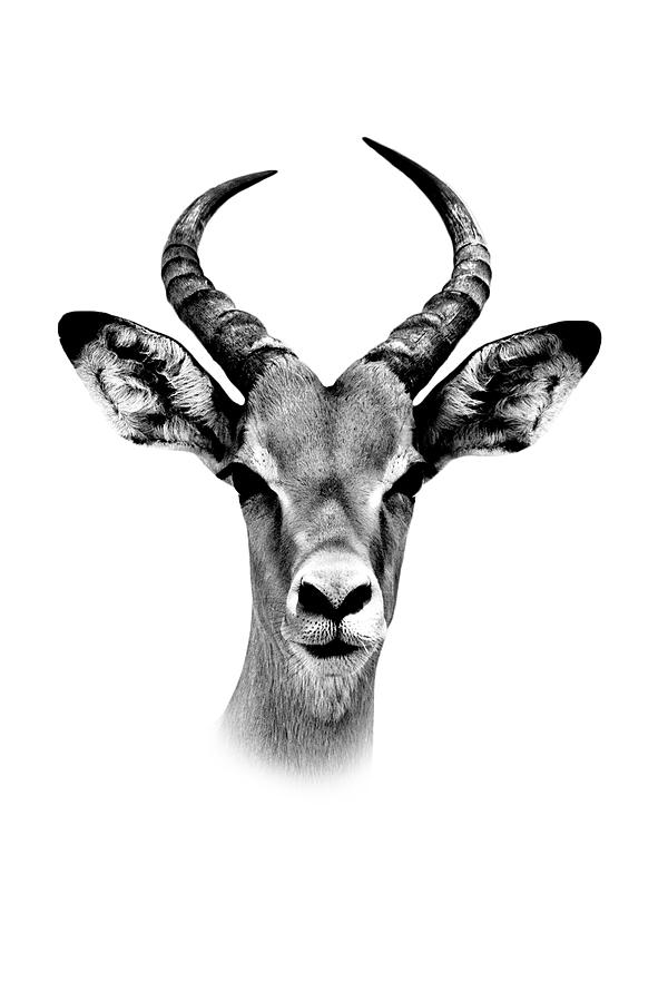 Safari Profile Collection - Antelope Portrait White Edition Photograph by Philippe HUGONNARD